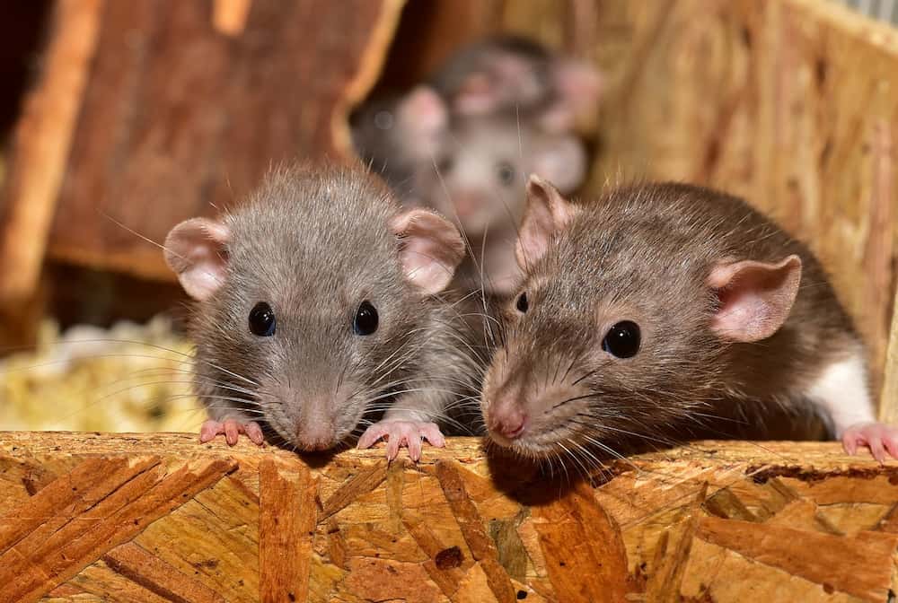 Como ahuyentar ratas