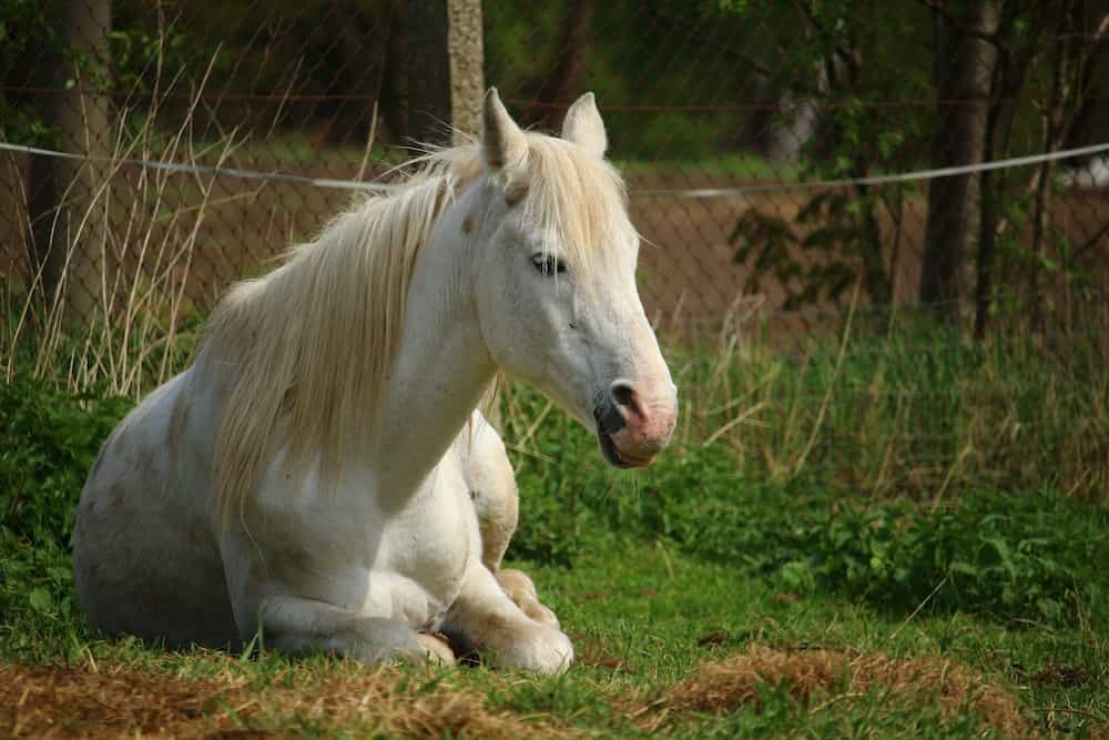 Como duermen los caballos