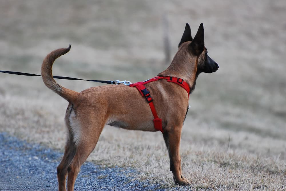 Como poner un arnés a un perro
