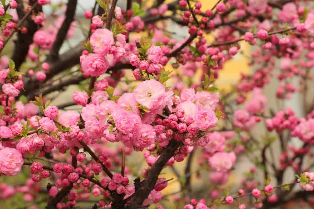 Como quitar la piel a las almendras