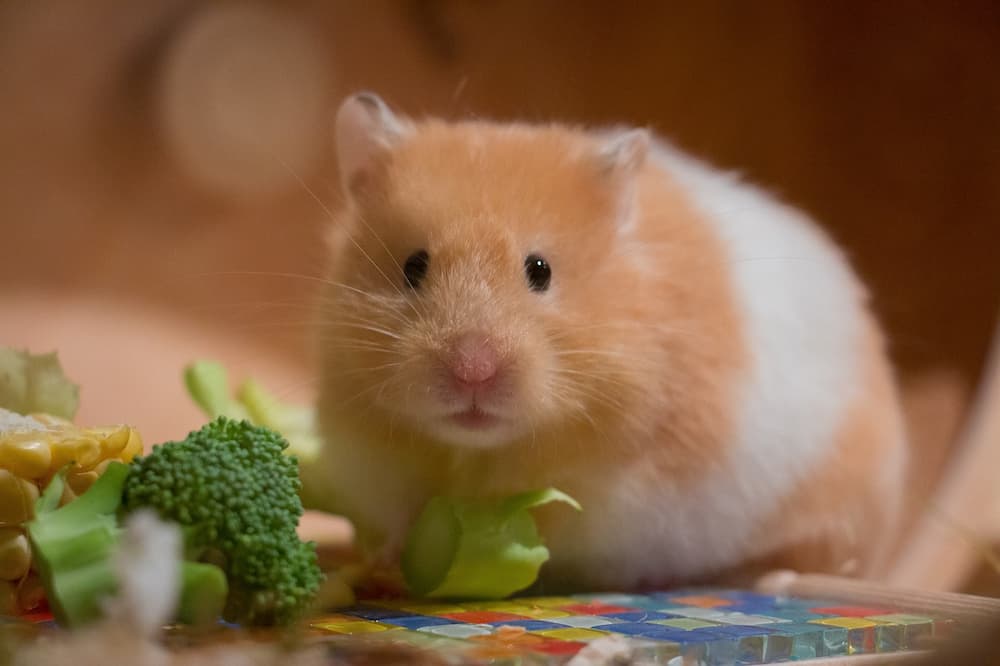 Como saber si es macho o hembra un hamster