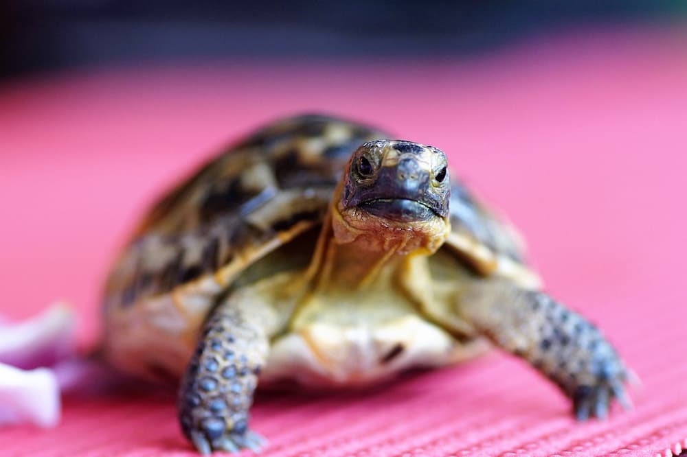Como saber si una tortuga es hembra o macho