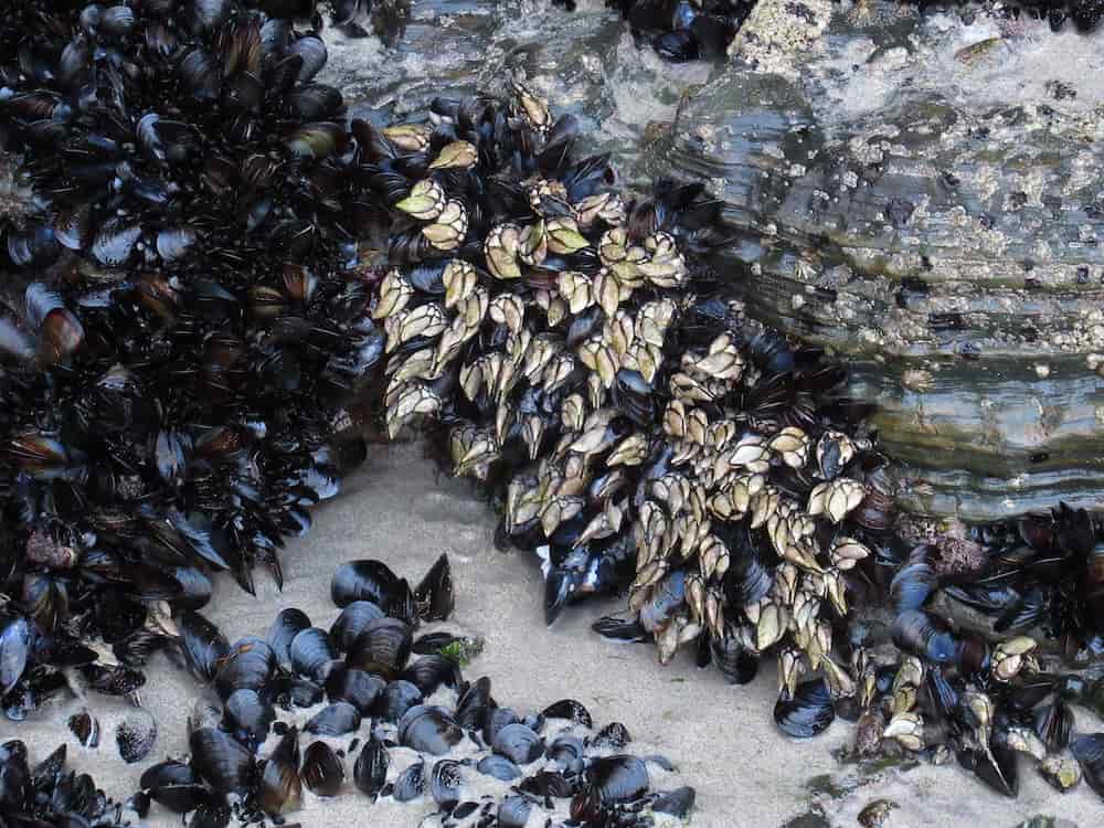 Como se comen los percebes