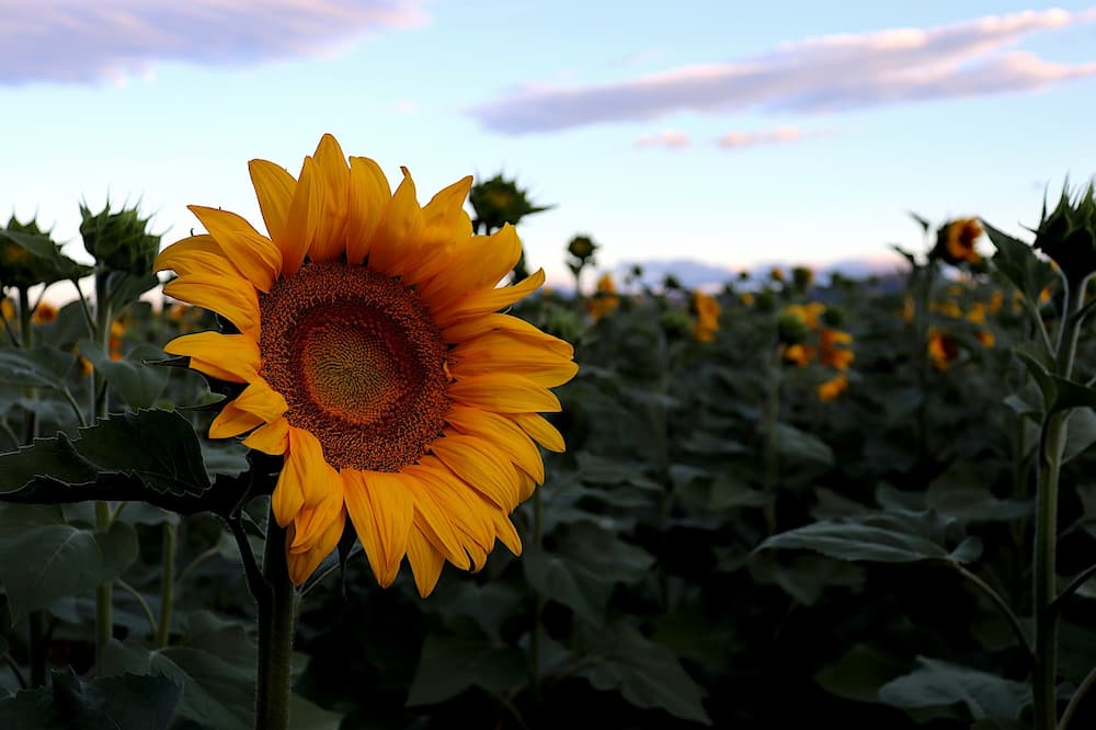 Como se hace el aceite de girasol