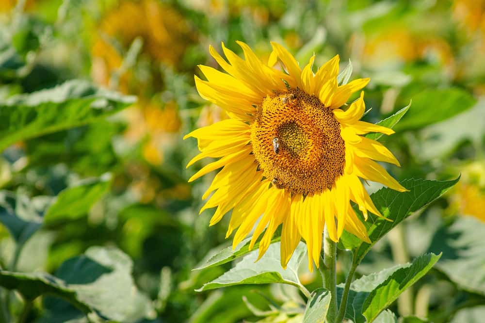 Como se hace el aceite de girasol