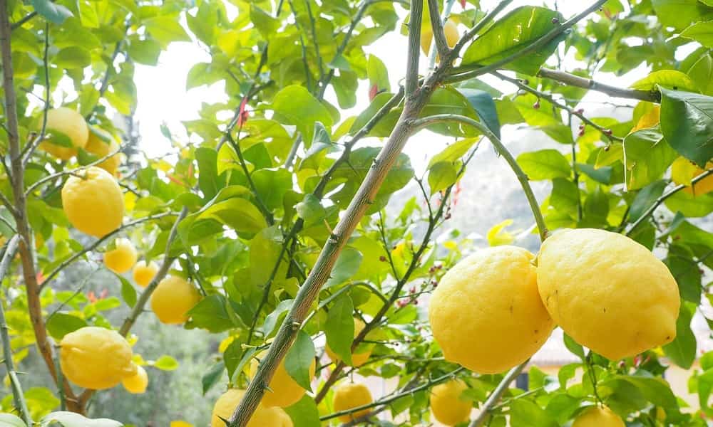Como y cuando podar un limonero