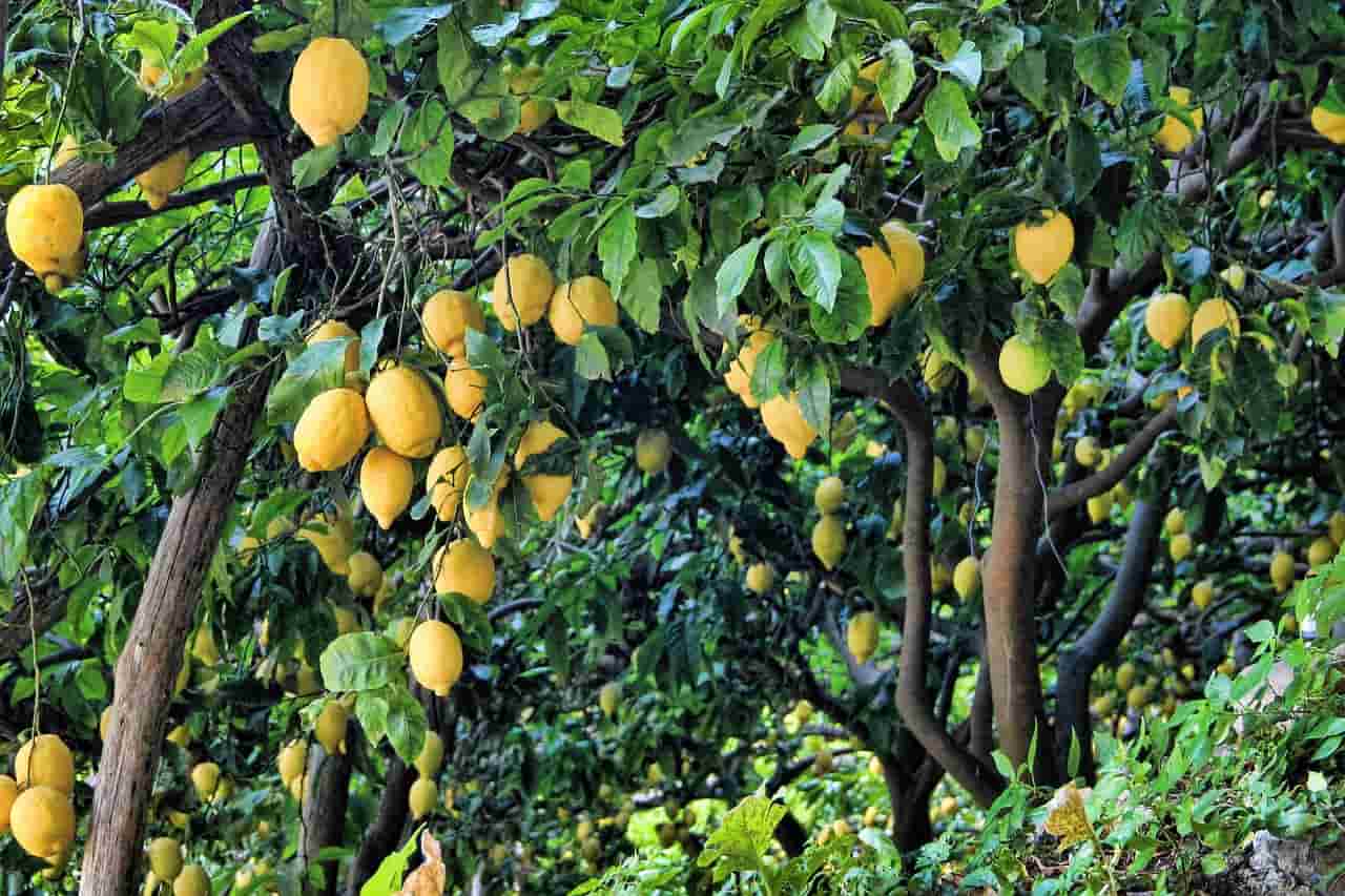 Como y cuando podar un limonero