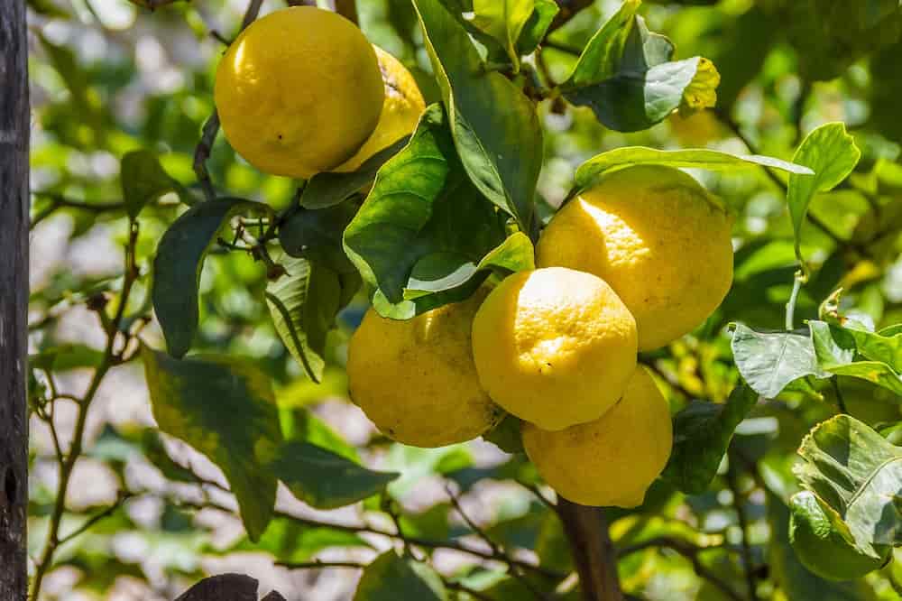Como y cuando podar un limonero