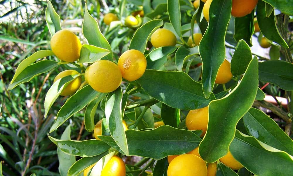 Como y cuando podar un limonero