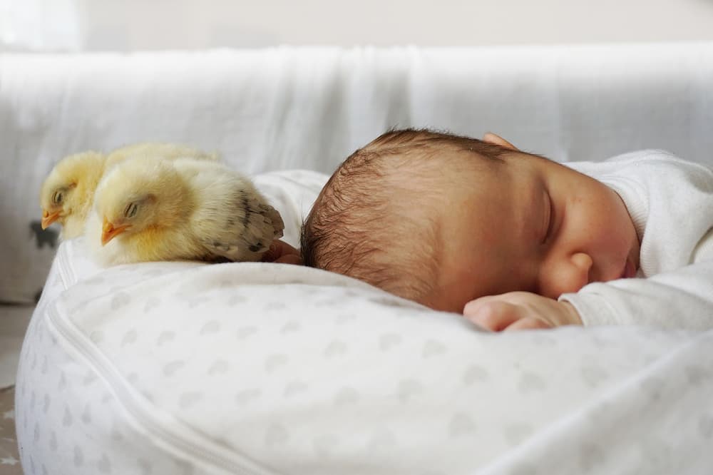 Cuando almohada bebe