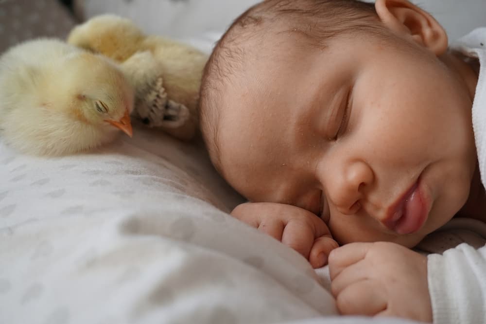 Cuando almohada bebe