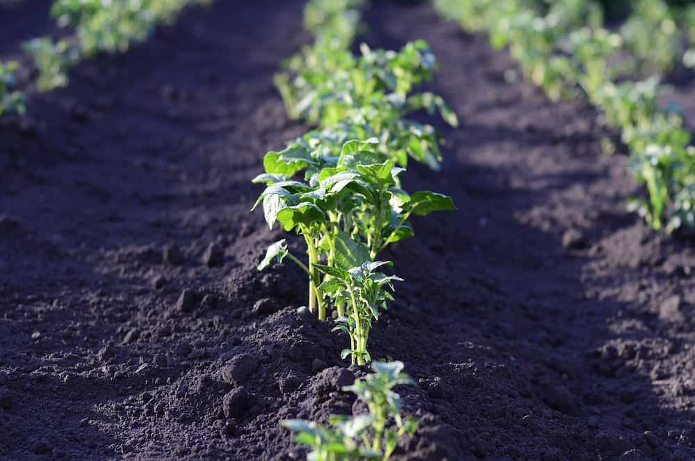 Cuando plantar patatas