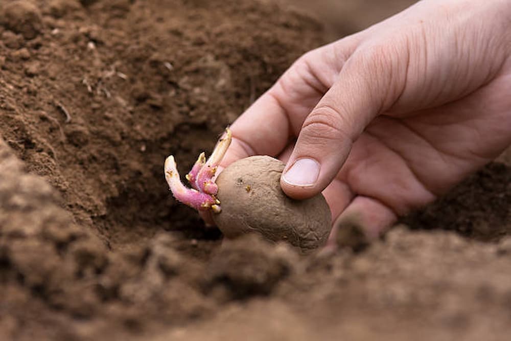 Cuando plantar patatas