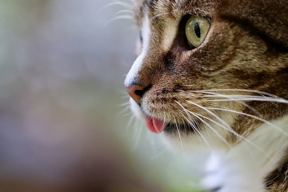 Cuando sacrificar a un gato con insuficiencia renal