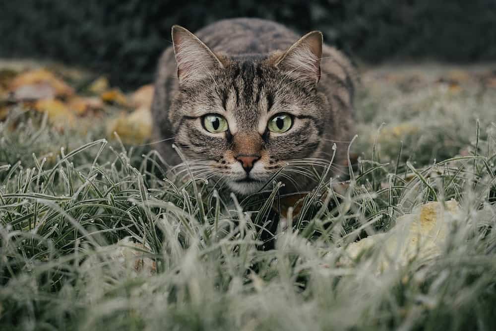 Cuando sacrificar a un gato con insuficiencia renal
