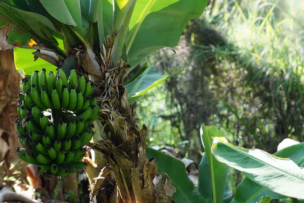Cuanto pesa un platano