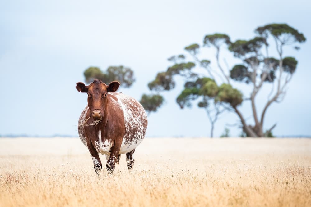 Cuantos estomago tiene una vaca
