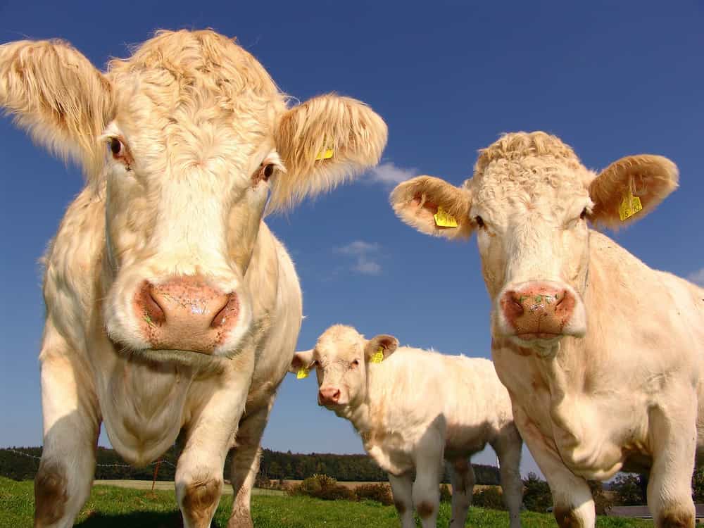 Cuantos estomago tiene una vaca