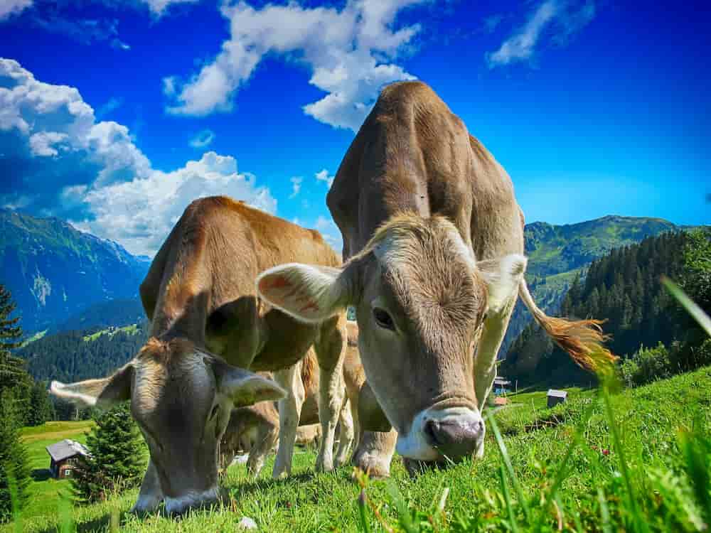 Cuantos estomago tiene una vaca