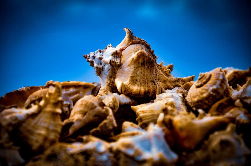 Como cocer cañaillas: disfruta de este exquisito marisco