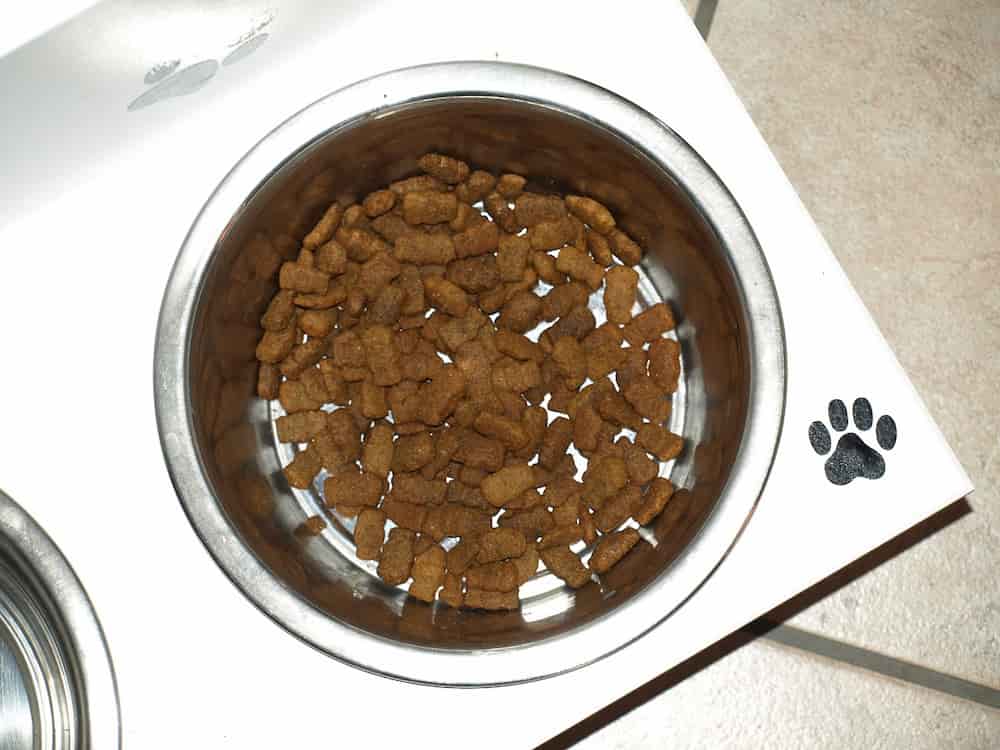 Mi perro no quiere comer pienso