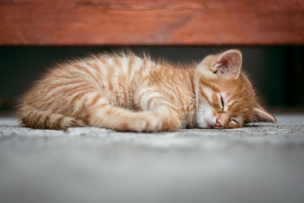 Porque mi gato duerme entre mis piernas