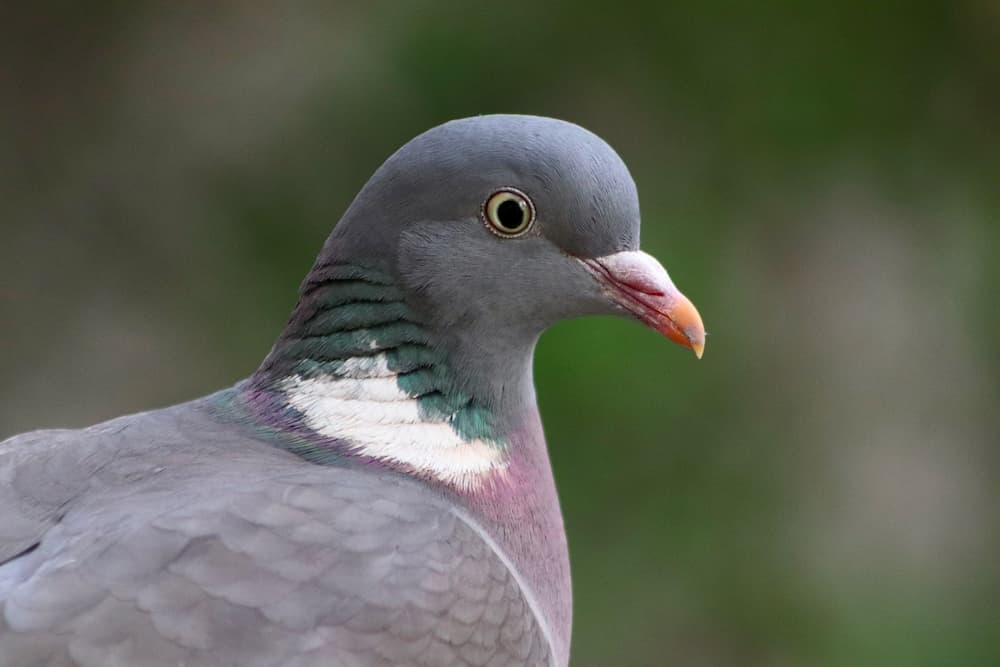 Que comen las palomas