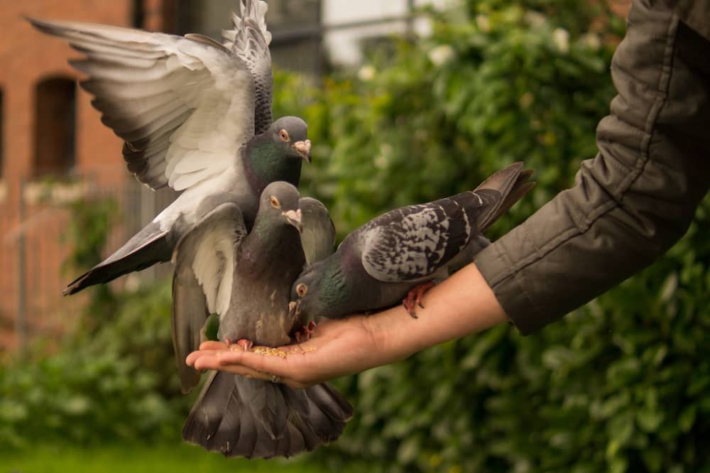 Que comen las palomas