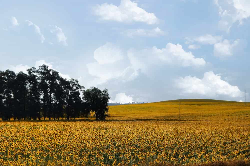 Un campo de girasoles en España