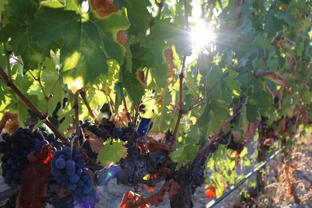 Visita bodega y comida Ribera del Duero