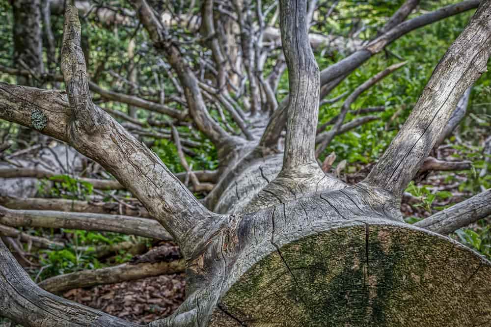 como secar un arbol