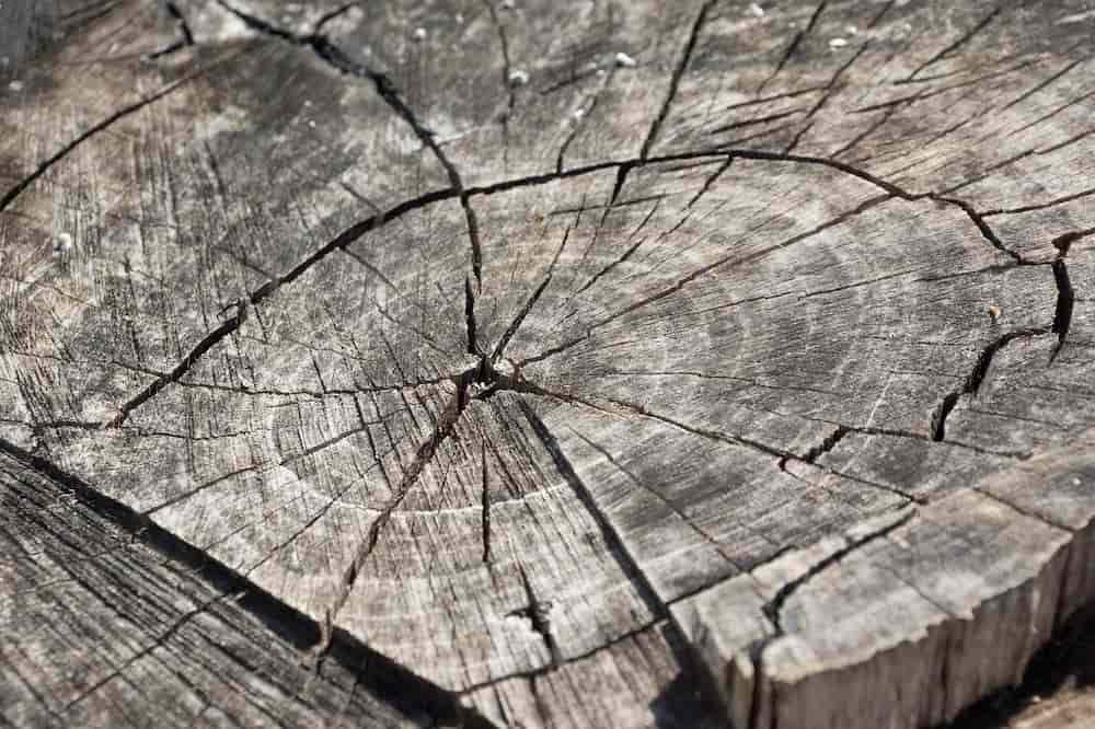 como secar un arbol