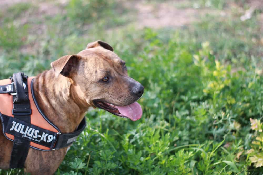 American Stanford Pitbull diferencias