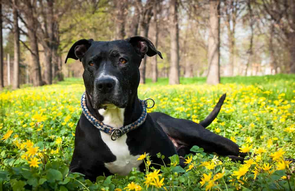 American Stanford Pitbull diferencias