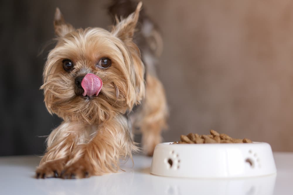 Comida de perro premium