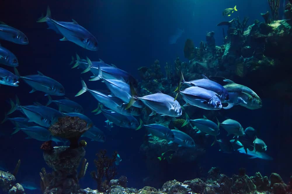 Como bajar los nitratos del acuario