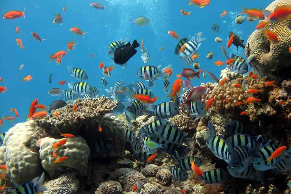 Como bajar los nitratos del acuario