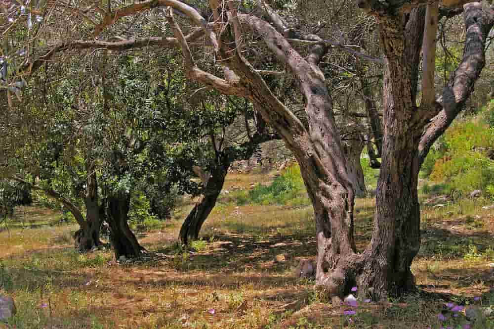 Como podar un olivo viejo