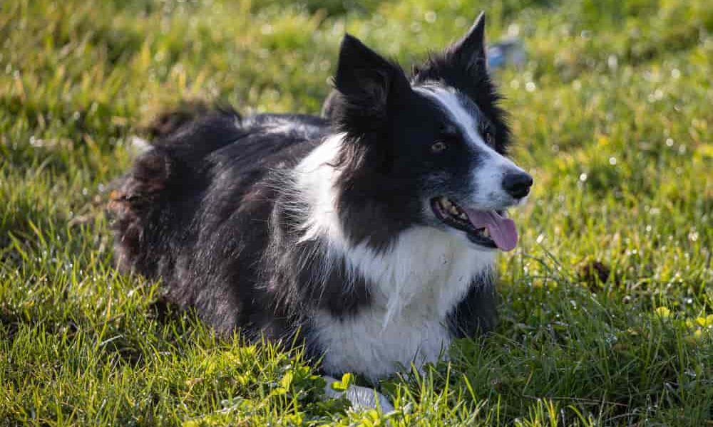 Comprar border collie: todo lo que debes saber