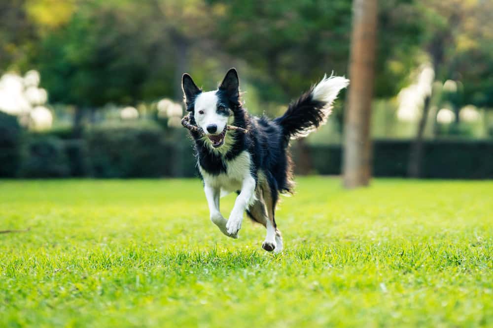 Comprar border collie