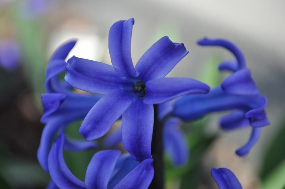 Cual es el color indigo