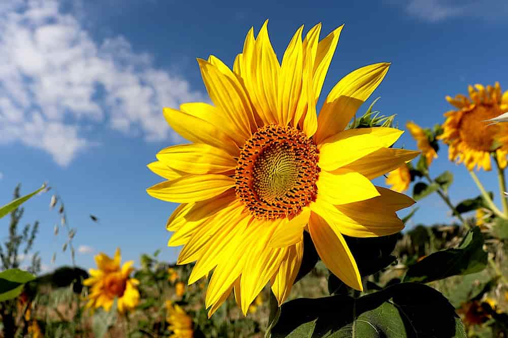 Cuanto aceite de girasol produce España