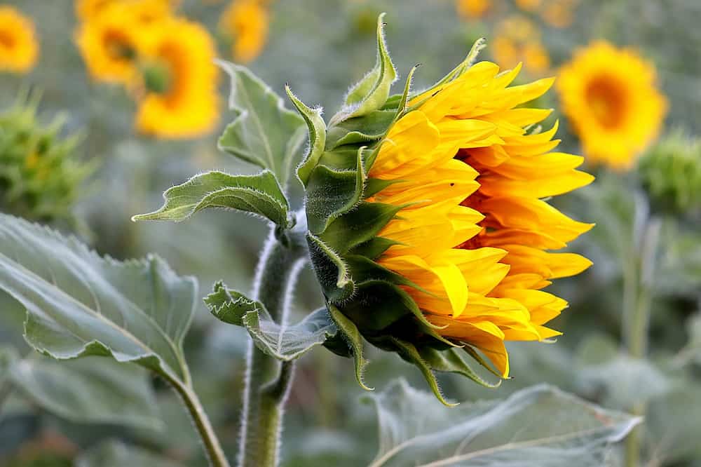 Cuanto aceite de girasol produce España