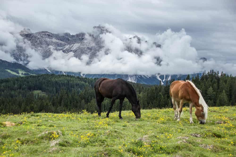 Cuanto puede pesar un caballo
