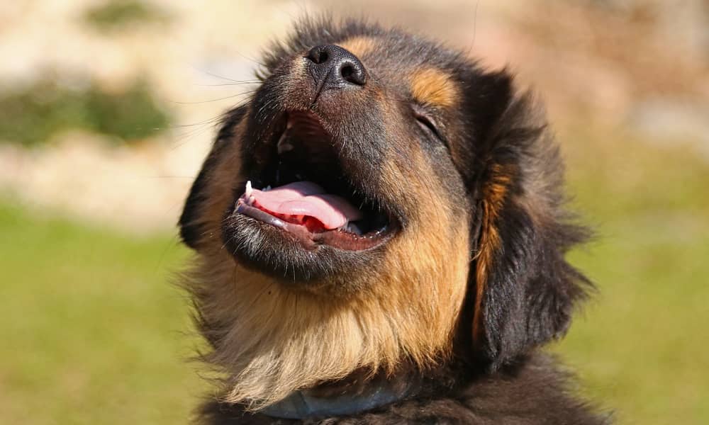 Los perros pueden comer gambas