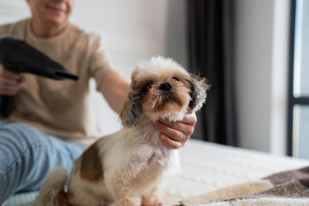 Peluqueria canina a domicilio