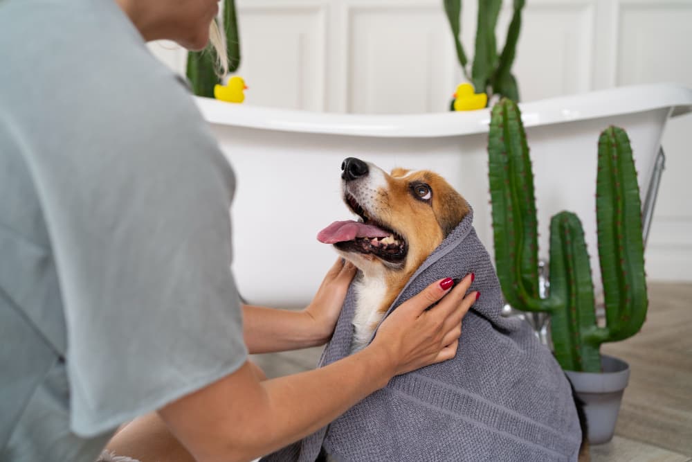 Peluqueria canina a domicilio