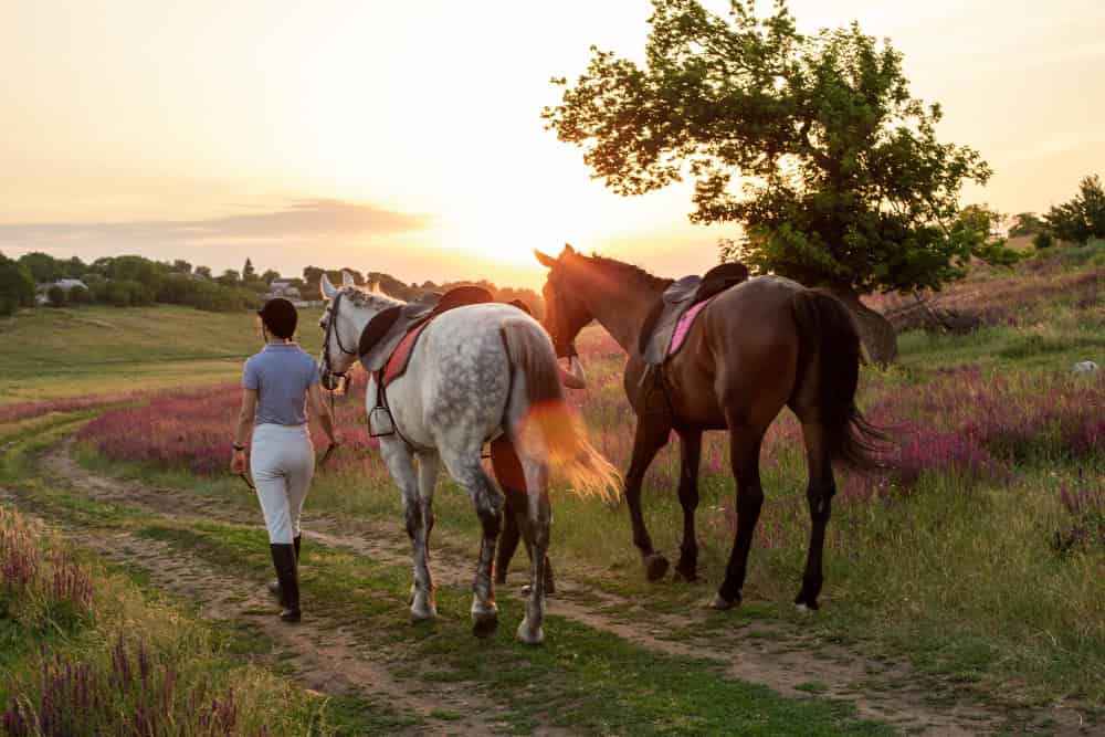 Rutas a caballo Madrid