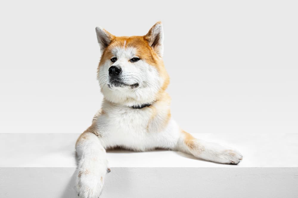 Shiba Inu comprar