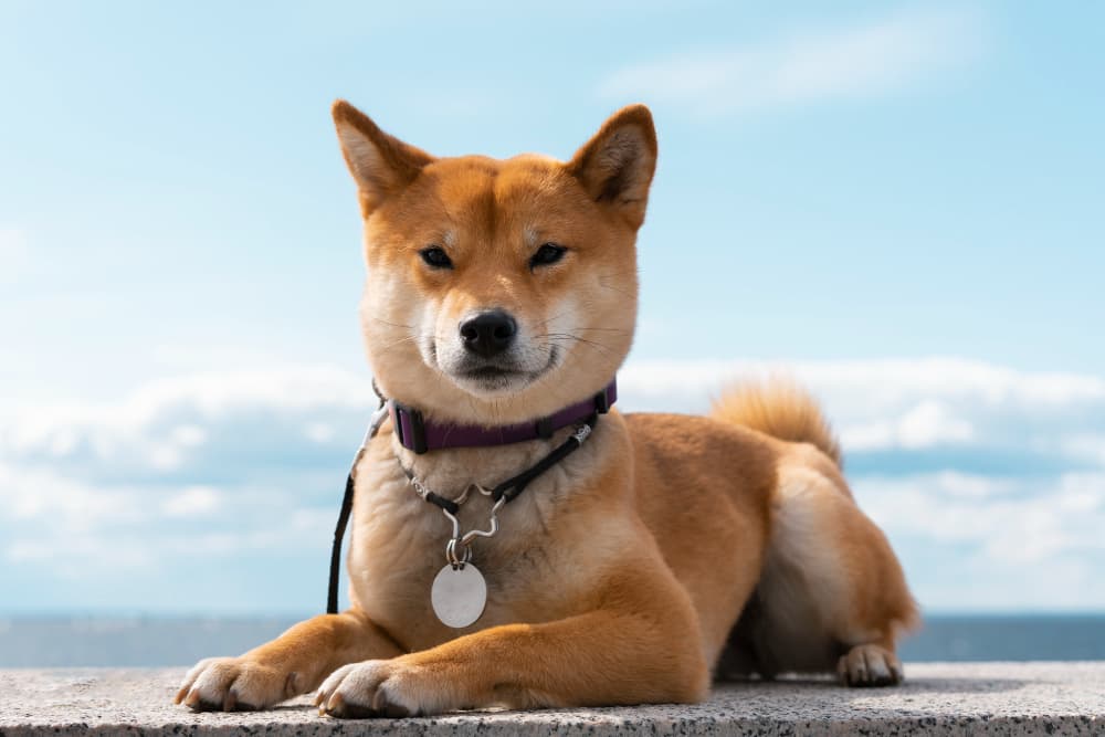 Shiba Inu comprar